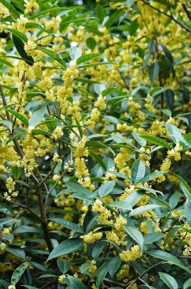 地铁直达！南昌这些赏桂好去处，别错过