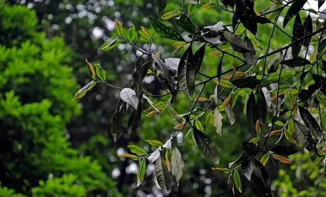 央视大片《珠江》里的花都③：珠江畔的生态诗篇