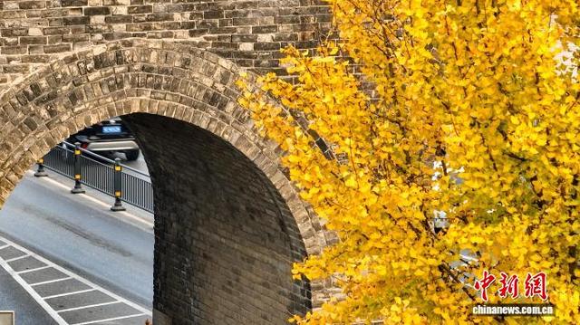 中新网关注 | 湖北荆州：古城墙下银杏黄 秋意正浓醉游人