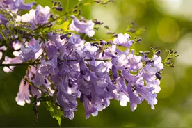 四季旅行·光影云南｜梦幻蓝花楹绽放多彩金平图片