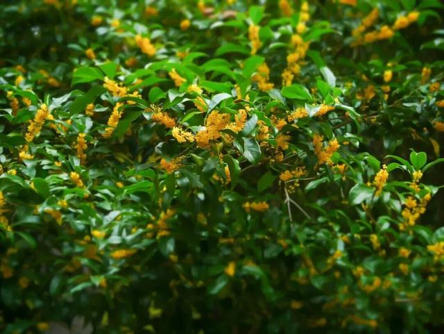 桂花闻起来香，吃起来也“香”，但千万不能随便吃！