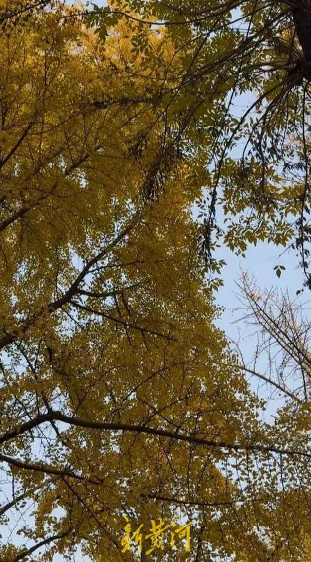 趵突泉换上初冬“限定皮肤” 菊花+银杏，氛围感拉满了