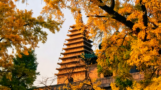 多彩京秋｜最美金秋赏银杏地