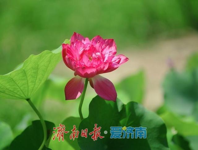 一年四季 泉在济南丨“荷”其有幸相约泉城，济南第39届荷花艺术节开幕了