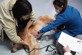 北京农学院为在役导盲犬免费体检图片