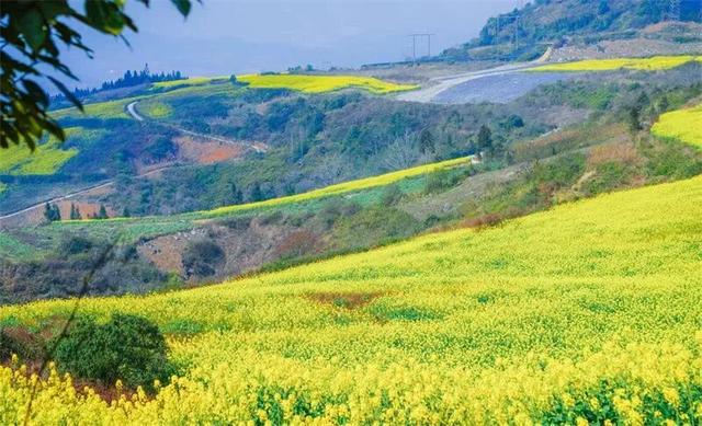 冬暖花开游云南 | 冬游红河，“马”上赏花！