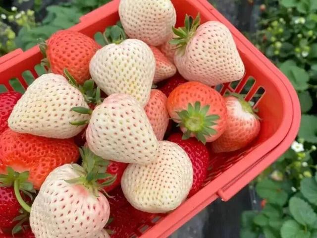 冬日限定甜蜜！草莓采摘正当时！