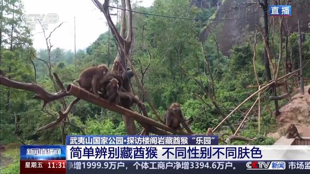 白鹇、金斑喙凤蝶、藏酋猴……看！神奇动物在武夷山