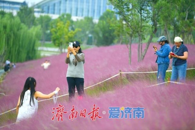 一年四季 泉在济南丨浪漫画卷秋色无边，龙鼎河“粉黛花海”引人入胜
