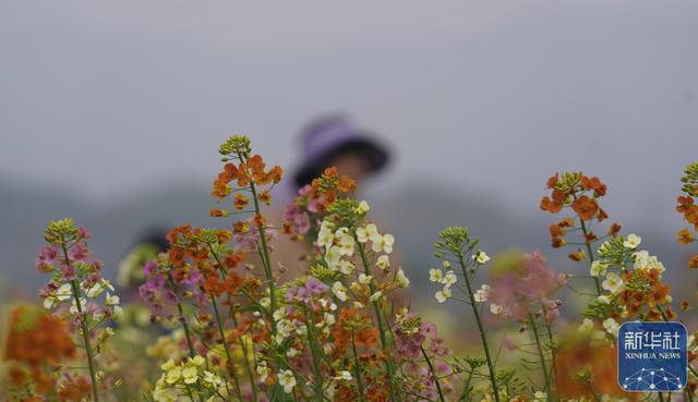 江西南昌：彩色油菜花田春光正好