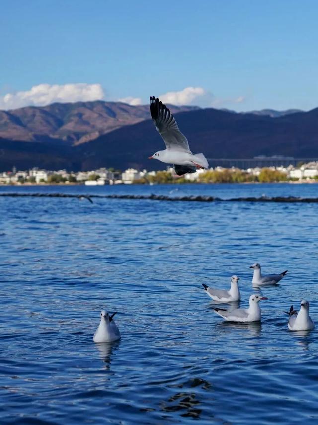 跟着海鸥追鸥气！打卡云南湖光的冬日诗意栖居