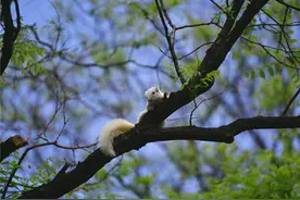 北京：天坛公园发现罕见白色松鼠图片