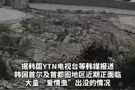 韩国首尔“爱情虫”爆发，民众崩溃：每天都像在拍恐怖片！图片