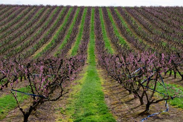 西界岭上的桃，伴我彻夜远行