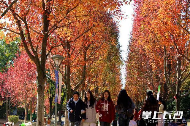 枫叶红了，湖南农大红枫大道成打网红打卡地｜组图