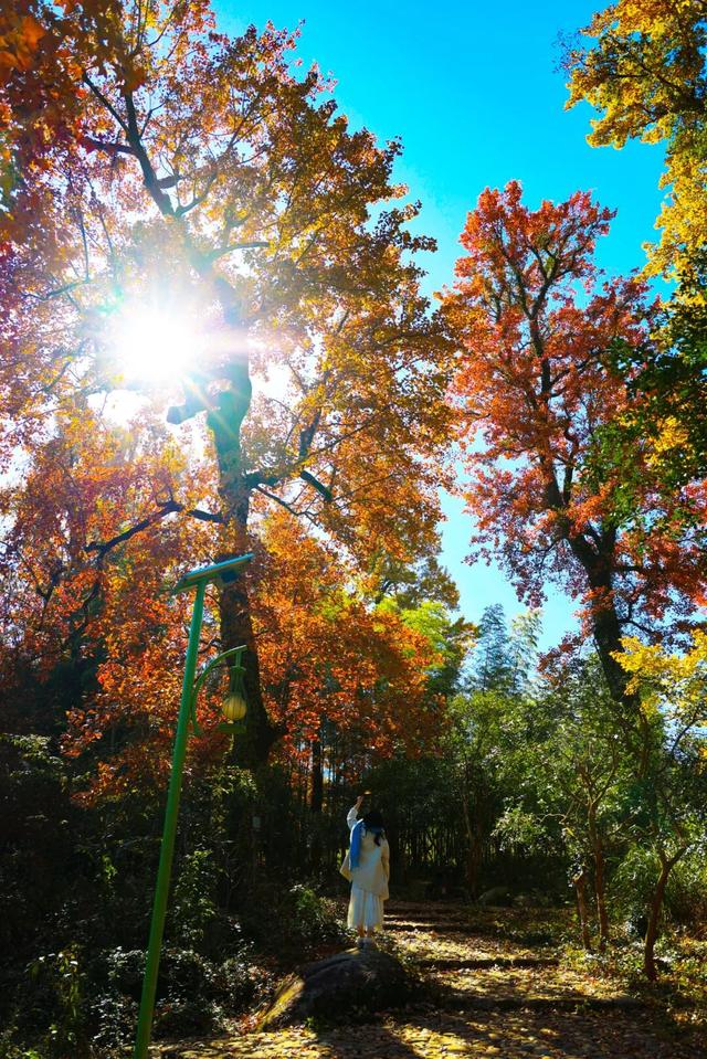 来建宁！去有“枫”的地方