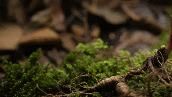 央媒看白山 | 人民网：白山，不止长白山