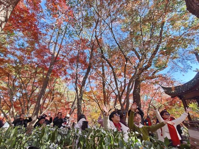 上海秋景天花板 嘉定秋霞圃红叶美翻了！