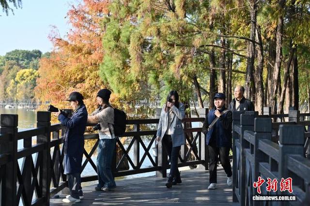 广州海珠湖公园落羽杉色彩斑斓添冬意