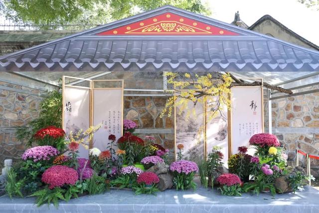 今日开幕！6000余盆菊花绽放，就在海淀这个公园——