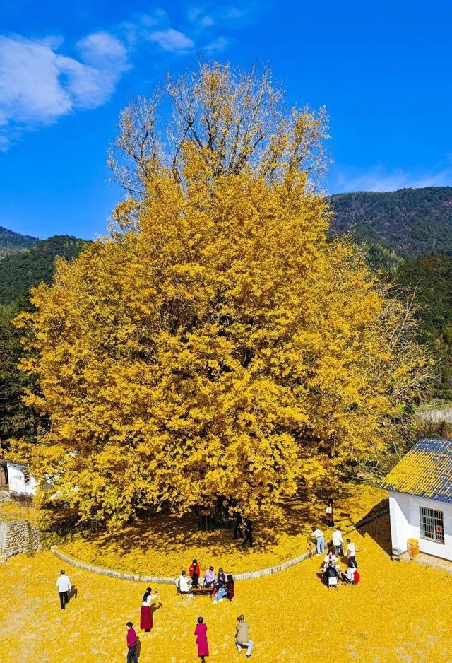 一树鎏金一树诗，铅山这3个绝美银杏打卡地惊艳整个秋天！
