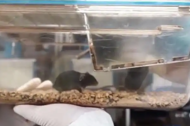 4只鼠鼠档案大公开！揭秘中国空间站“鼠航天员”，实验首选为何是它们？