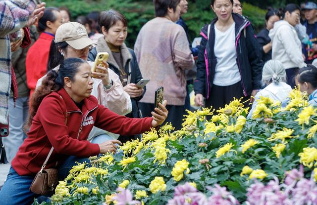千株万朵菊花开，深秋又有春意来