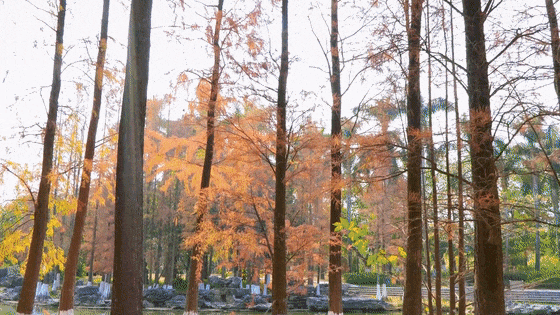 全年最佳观赏期！开平冬日限定美景上线