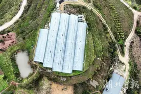 巴东官渡口：生态草莓奔“钱”程图片