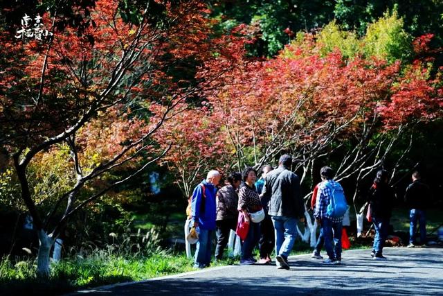 重阳登高栖霞山！玩心不“老”很嗨皮~