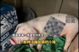 快递小哥遇到活体小猪包裹，当事人称鸡鸭、小狗等其他小动物都送过图片