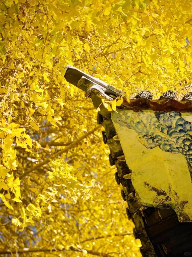 网友不建议推广？来大理，给你“镀层金”