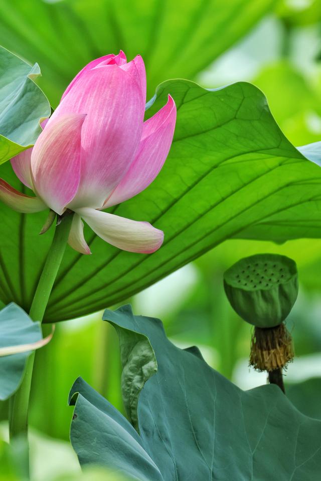 大暑时节圆明园荷花盛放 蜻蜓水鸟共绘“清凉图卷”