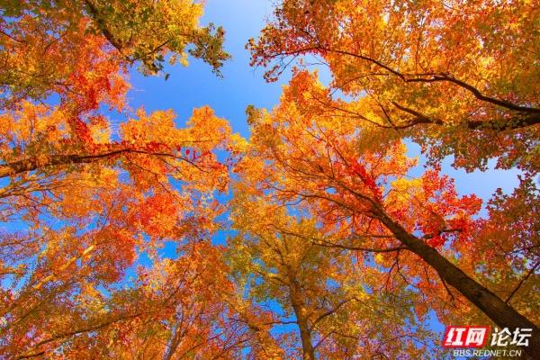 岁暖时刻丨枫叶一红，省植物园的“暖色派对”开始了