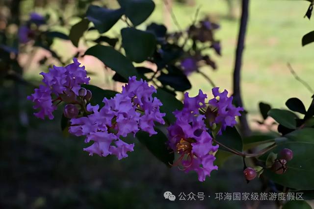 繁花似锦 | 邛海紫薇花开缀满枝头,百日浪漫尽在眼前