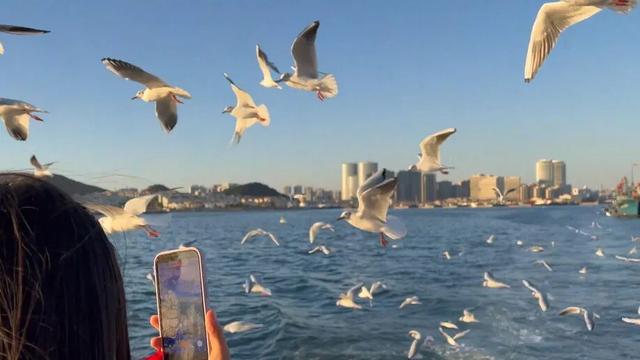 海上打卡“鱼鸣夕照”，黄岛“追鸥逐浪”航线邀您共赴金色浪漫