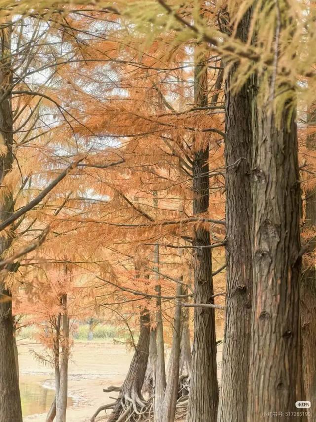 冬日限定！弋阳龟峰百年红杉林正红艳，邂逅一片“火焰童话”