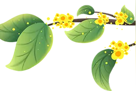 pong香！成都桂花“迟到”开放，本周迎来盛花期图片