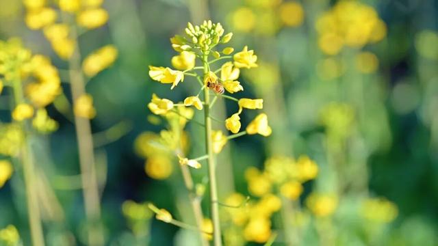 没看错！云南第一波油菜花已经金灿灿啦