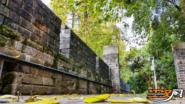 荆州秋色满城 梧桐银杏正当时