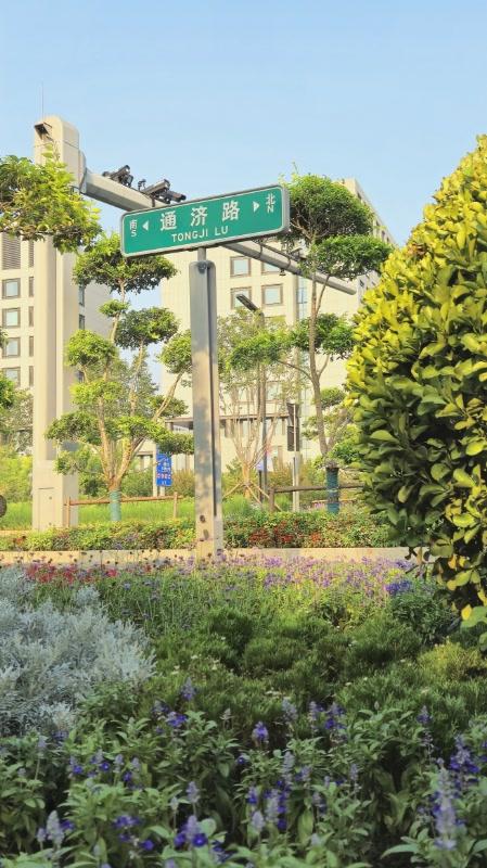 夏花盛放正绚烂