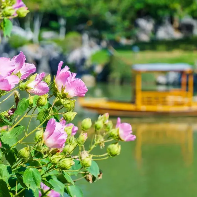 怎么能错过秦淮的秋天呢？