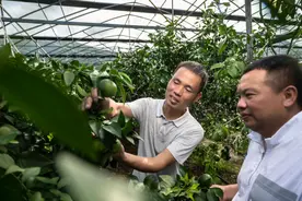 扎根畲乡18年 科技特派员李发勇帮助苍南县岱岭乡农户种植果树增收图片