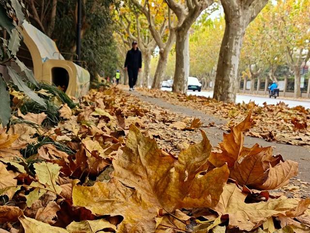 静安落叶景观道已就位！限时“治愈系地毯”已铺好，周末散步指南→