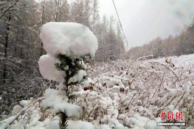 大兴安岭林海飘雪 游客惊喜邂逅雪景