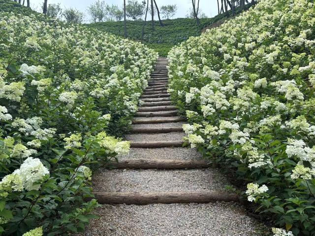 花花接力 贵安新区“一路生花”