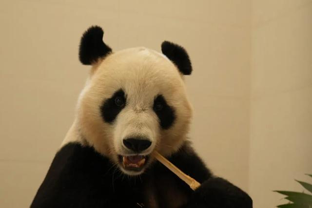 中国大熊猫保护研究中心绵阳基地投入试运行