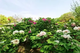 第42届洛阳牡丹文化节启幕：繁花与欢乐齐飞，消费共服务一色图片