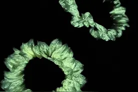 “合肥造”自发光植物已量产 萤光向日葵一周销量突破一万株图片