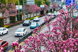 荆州：玉兰竞绽放 枝头春意浓图片